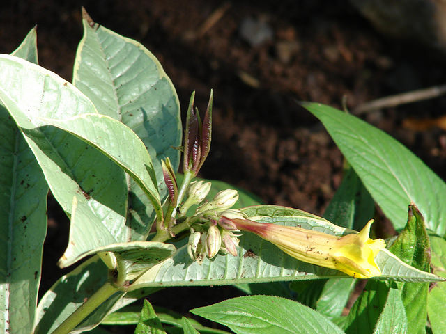 Allamanda schottii