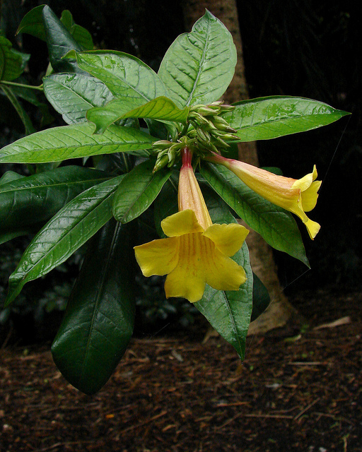 Allamanda schottii