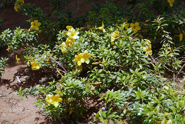 Allamanda schottii
