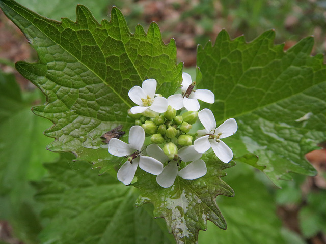 Alliaire officinale