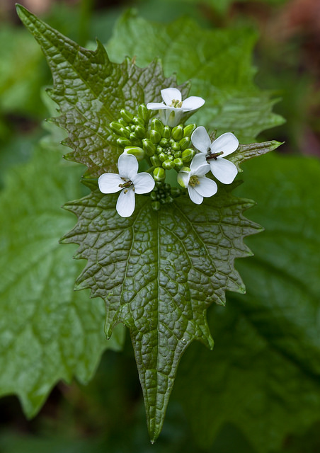 Alliaire officinale