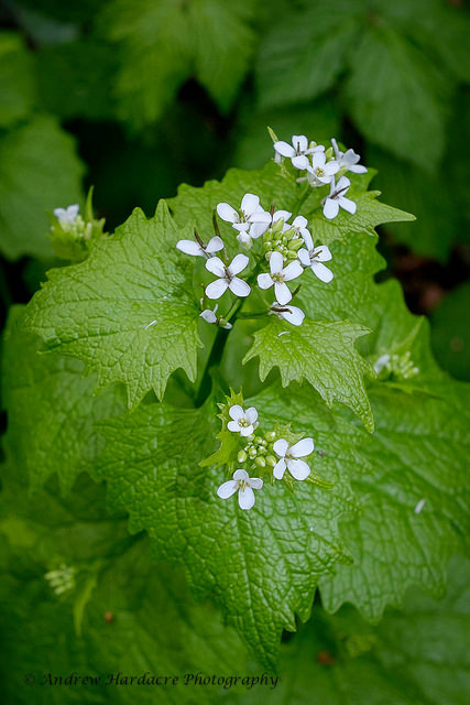 Alliaire officinale