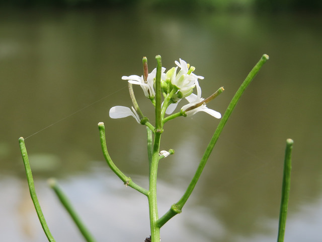 Alliaire officinale