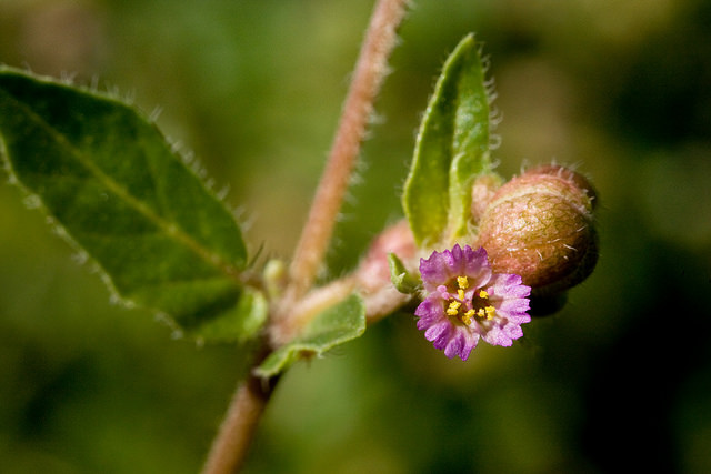 Allionia (Allionia choisyi)