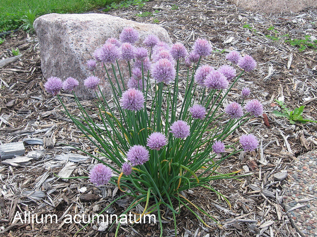 Allium acuminatum