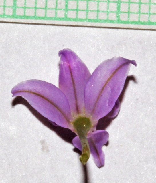 Allium acuminatum