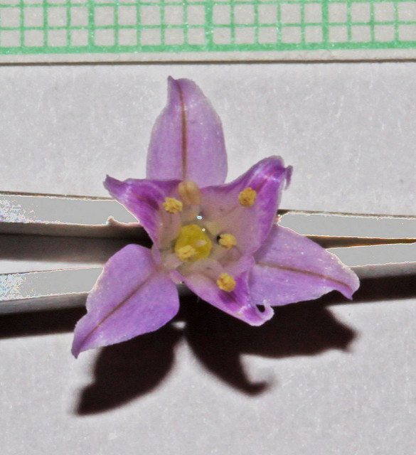 Allium acuminatum