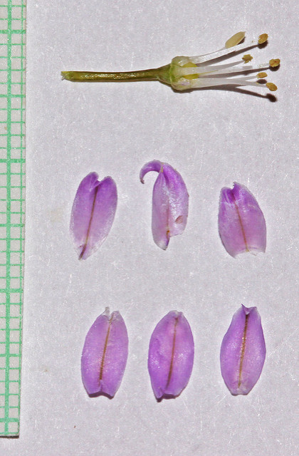 Allium acuminatum
