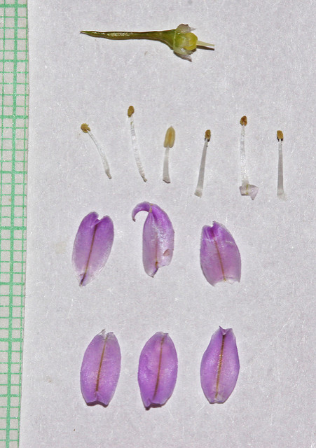 Allium acuminatum