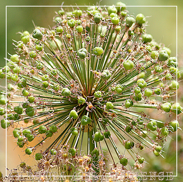 Allium aflatunense