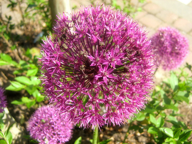 Allium aflatunense