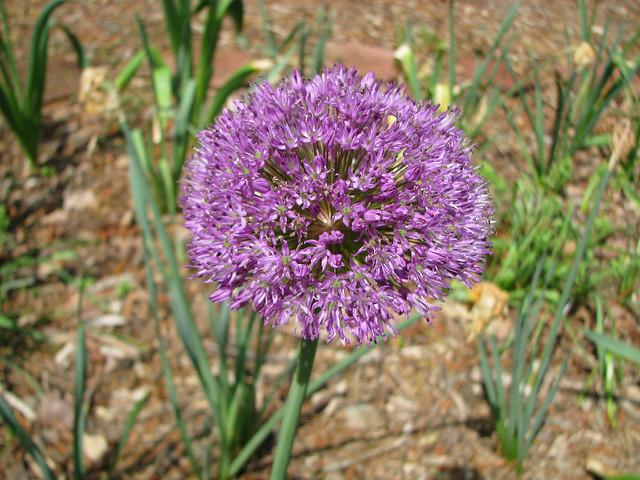 Allium aflatunense