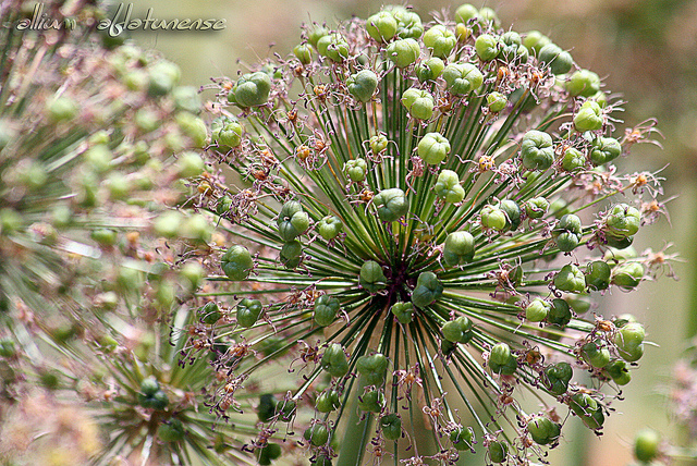 Allium aflatunense