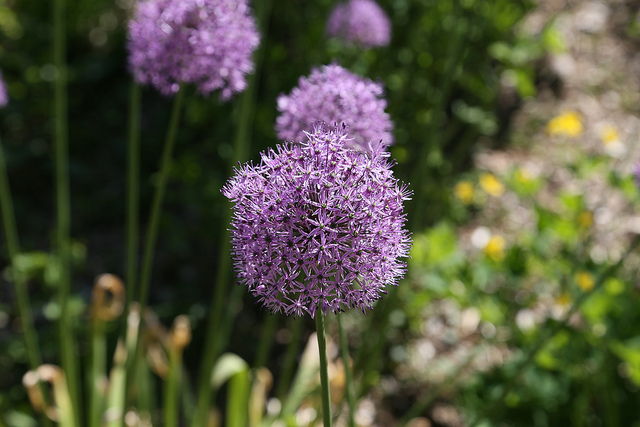 Allium aflatunense