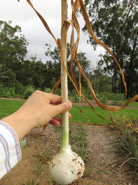 Allium ampeloprasum