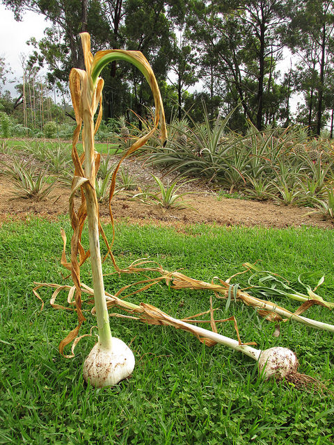 Allium ampeloprasum