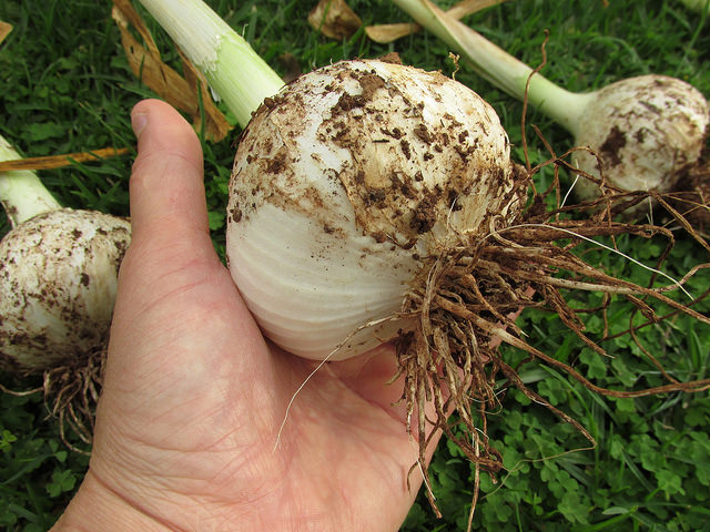 Allium ampeloprasum