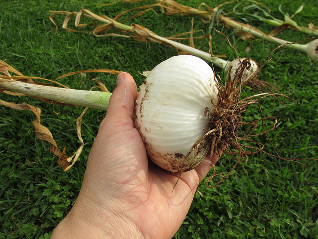 Allium ampeloprasum