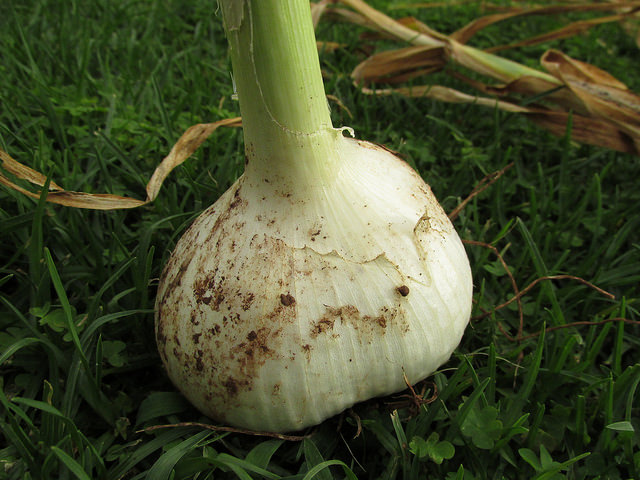 Allium ampeloprasum