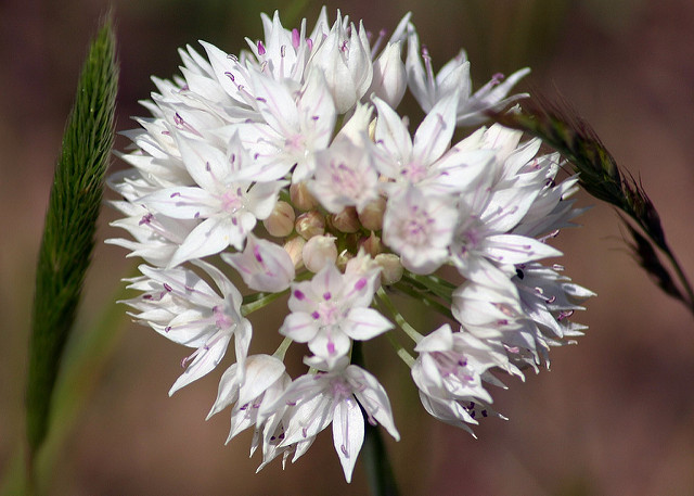 Allium amplectens