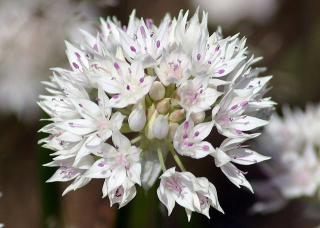 Allium amplectens