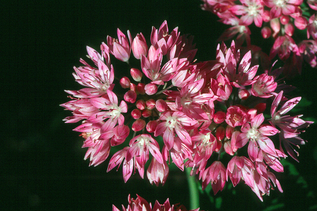 Allium amplectens