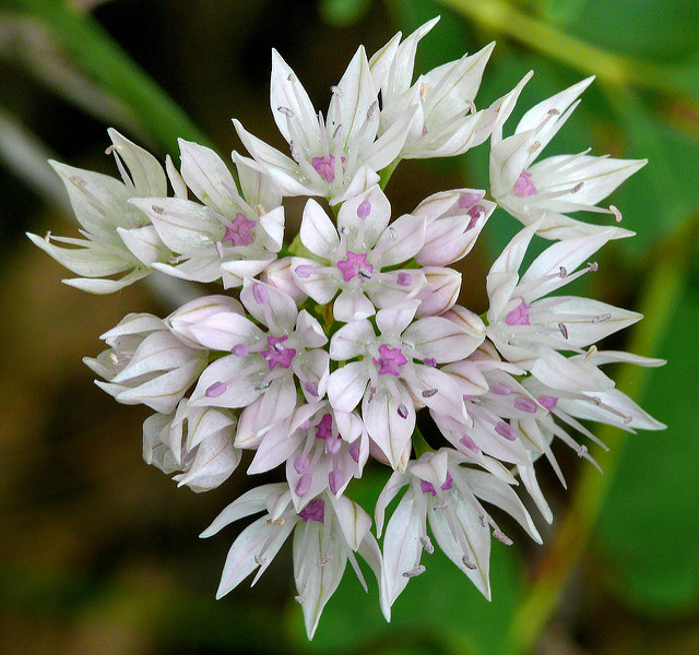 Allium amplectens