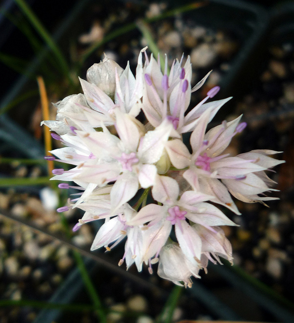 Allium amplectens