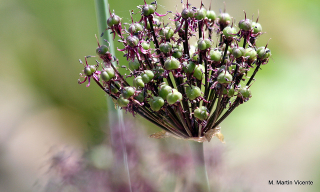 Allium atropurpureum