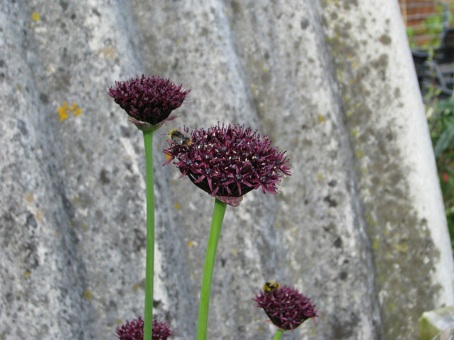Allium atropurpureum