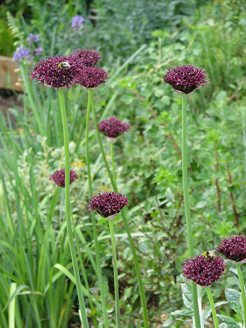 Allium atropurpureum