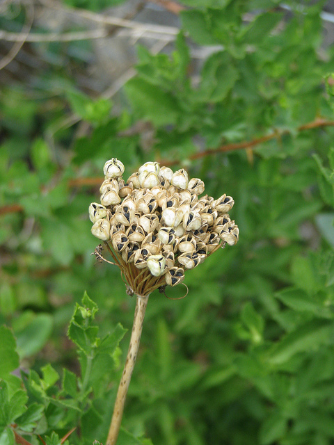 Allium atropurpureum