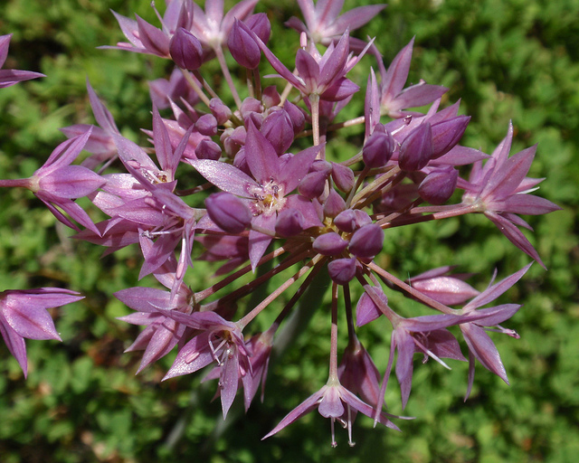 Allium bisceptrum