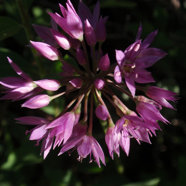 Allium bisceptrum