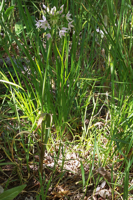 Allium bisceptrum