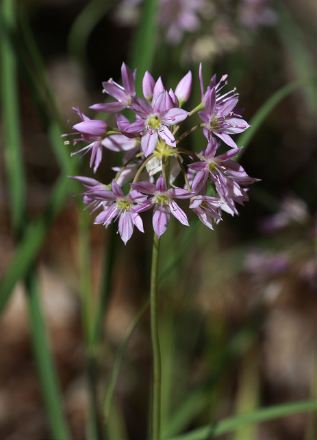 Allium bisceptrum
