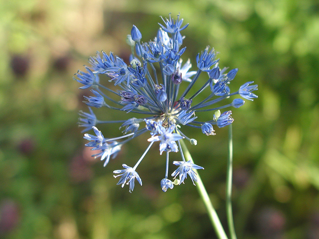 Ail bleu