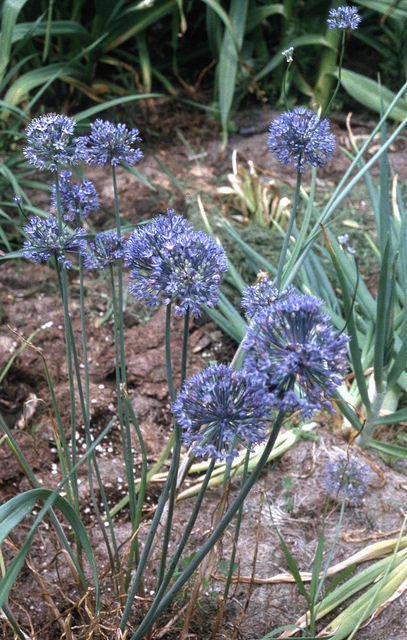 Ail bleu