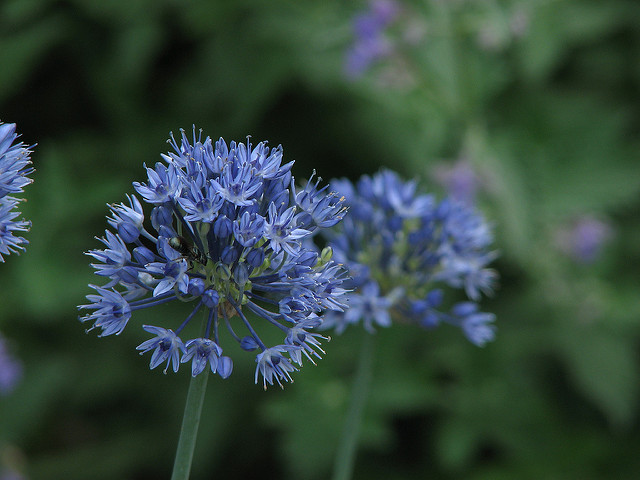 Ail bleu