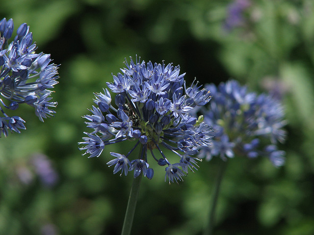 Ail bleu