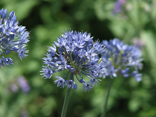 Ail bleu