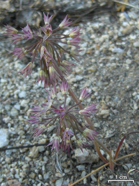 Allium campanulatum