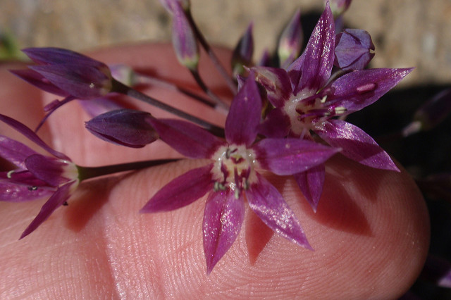Allium campanulatum