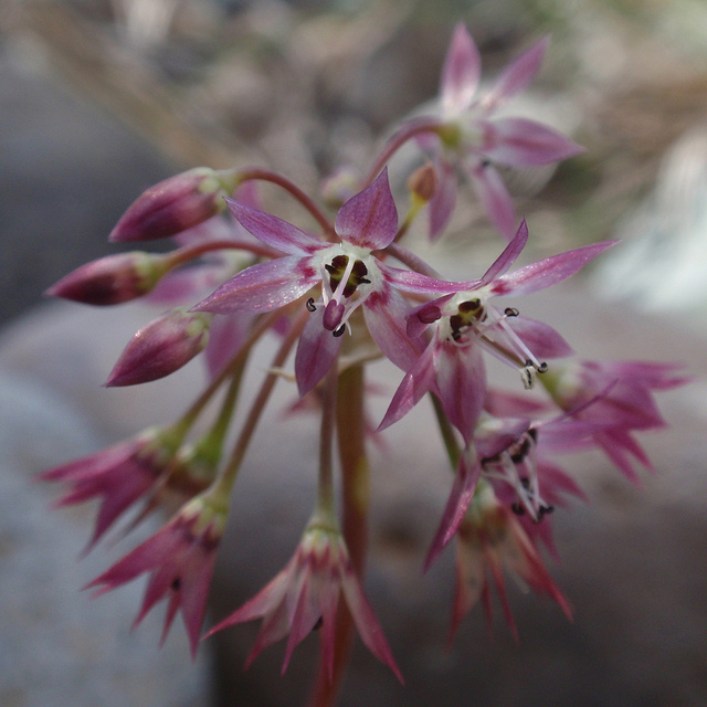 Allium campanulatum