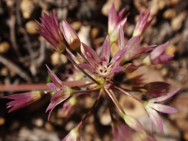 Allium campanulatum