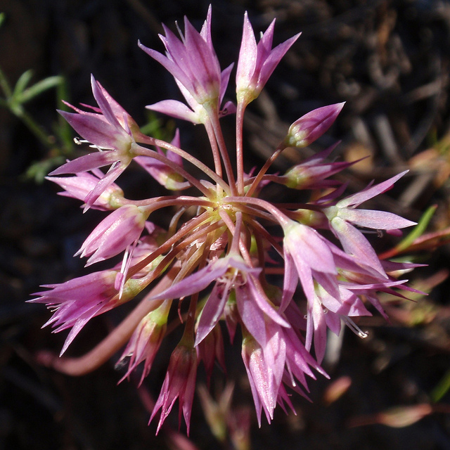 Allium campanulatum
