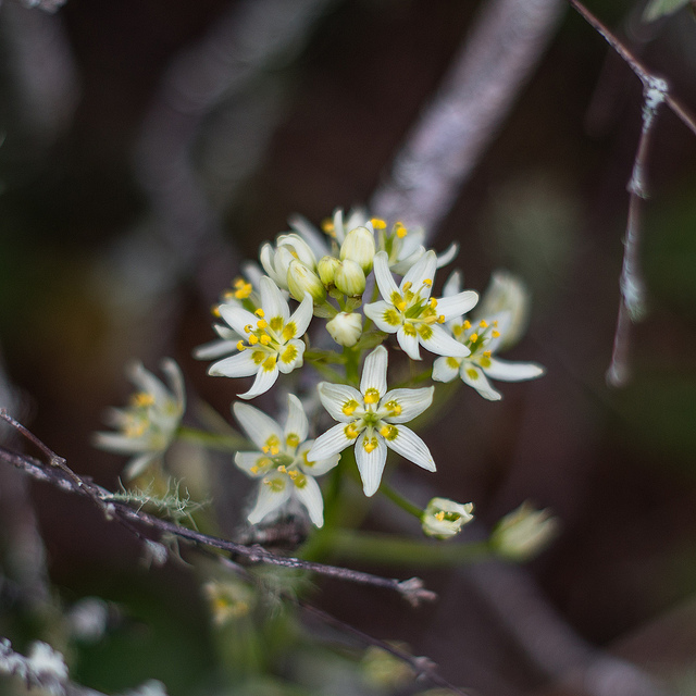 Allium canadense