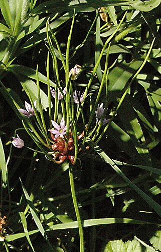 Allium canadense