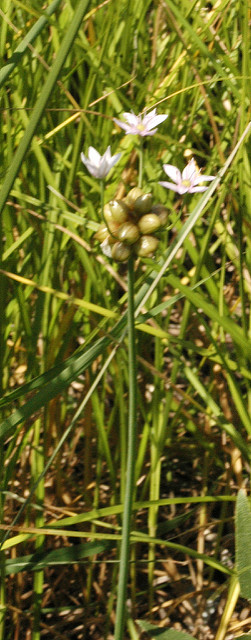 Allium canadense