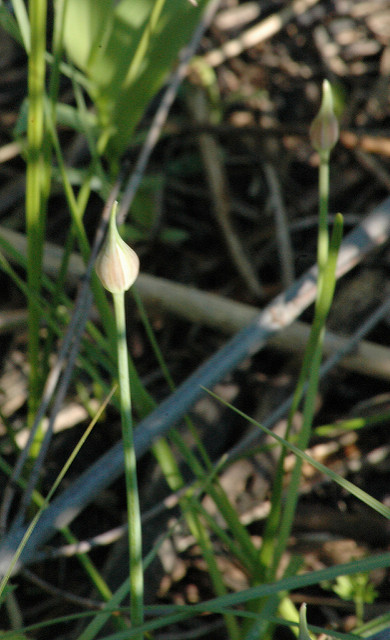 Allium canadense